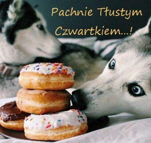 Wilki pachnie tłustym czwartkiem